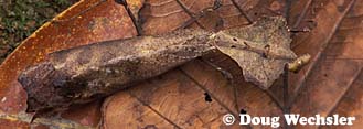 A mantis that mimics dead leaves from Borneo